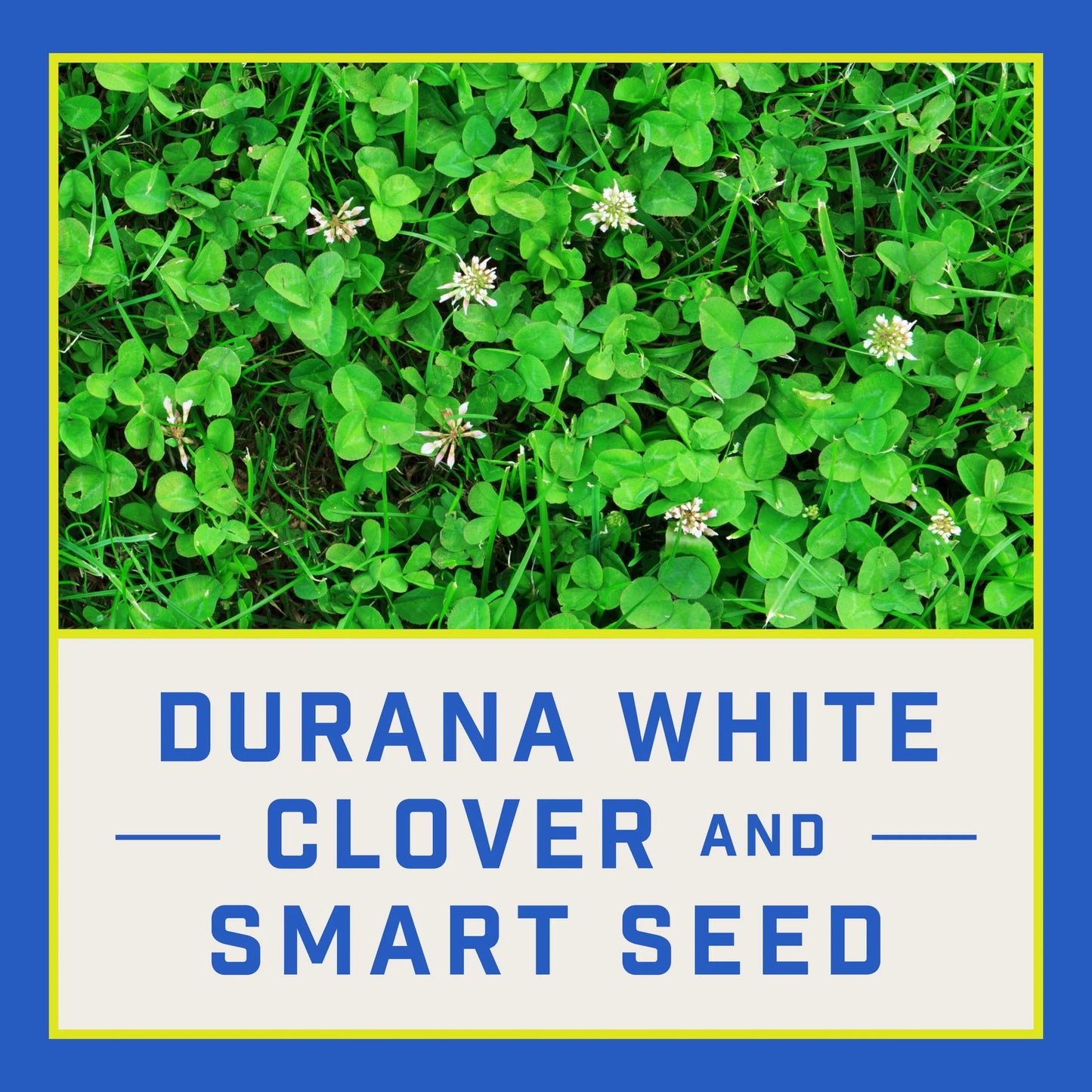 Smart Seed Clover & Grass Seed, Sun to Partial Shade, Drought Tolerant, Low-Maintenance Grass, 7 Lb